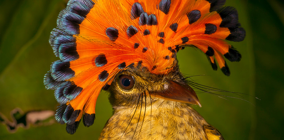 Once of 1,000 Bird Species in Madidi (c) WCS