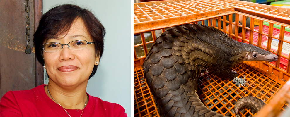 Noviar Andayani / Pangolin (c) WCS