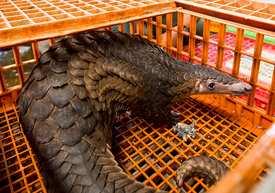 A trafficked Pangolin (c) WCS