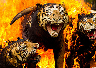 Burning tiger parts which were poached and traded illegally