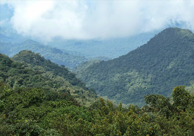 Nigerian Jungle Landscape