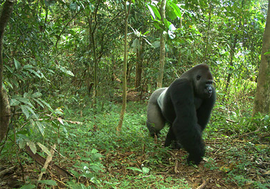 Camera trap photo of a cross river gorilla