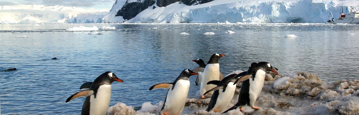 Gentoo Penguins in Pategonia