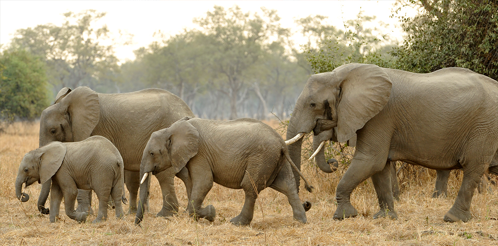 A herd of african elephants. Julie Larsen Maher (c) WCS