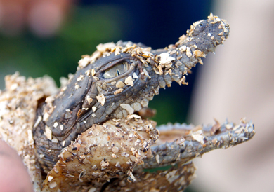 A cuban crocodile hatchling